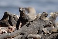 Iguanes marins (Amblyrhynchus cristatus) - île de Rabida - Galapagos Ref:36856